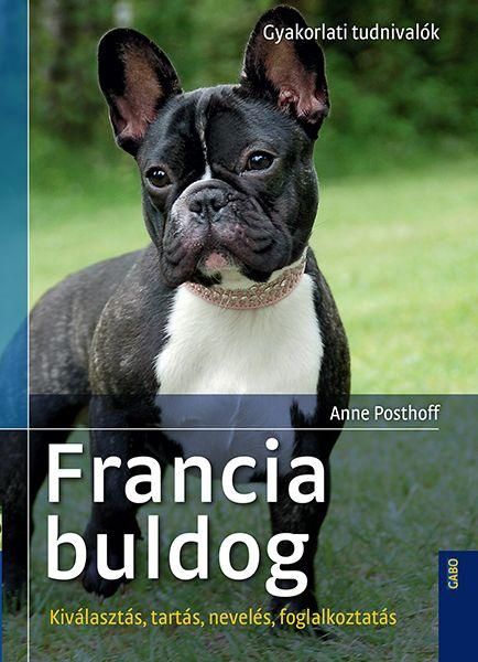 Francia bulldog - kiválasztás, tartás, nevelés, foglalkoztatás