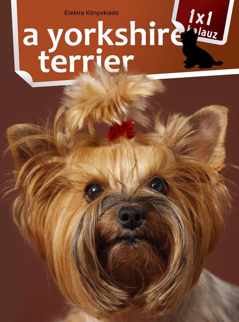 A yorkshire terrier - 1x1 kalauz