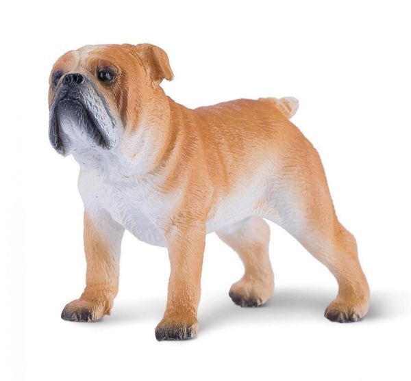 Mojo angol bulldog m Mojo angol bulldog m
