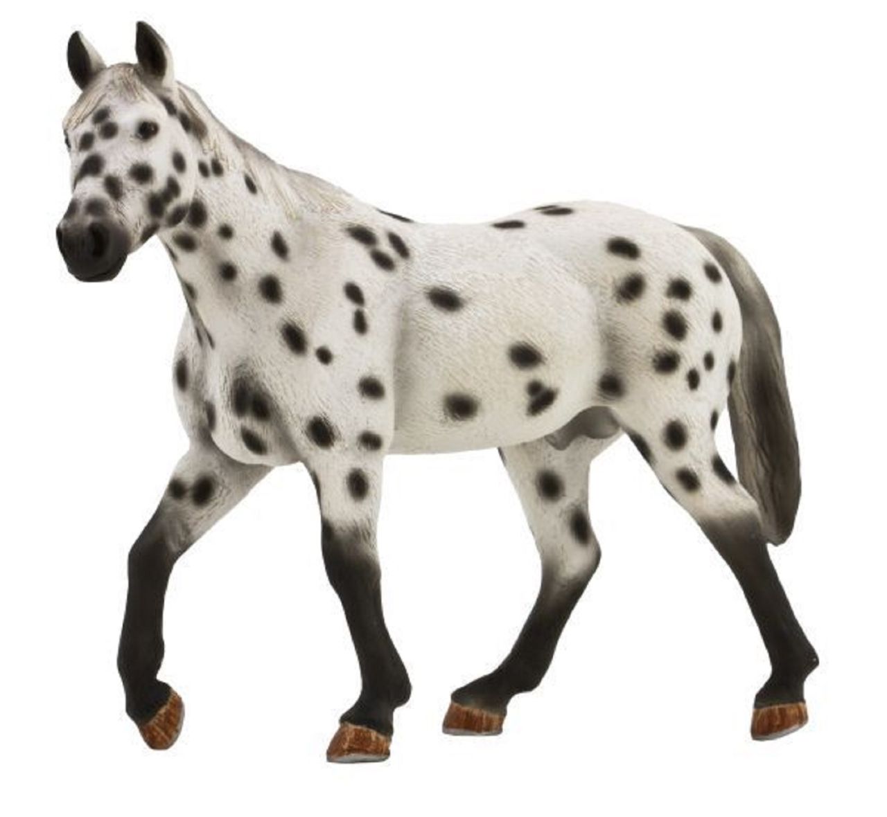 Appaloosa csődör xl Appaloosa csődör xl