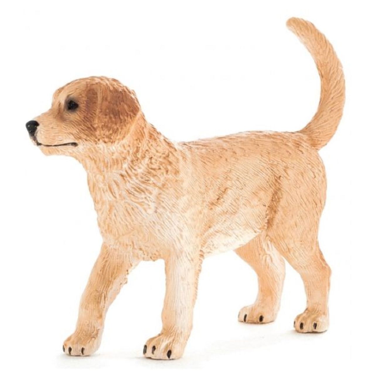 Golden retriever kölyök s Golden retriever kölyök s