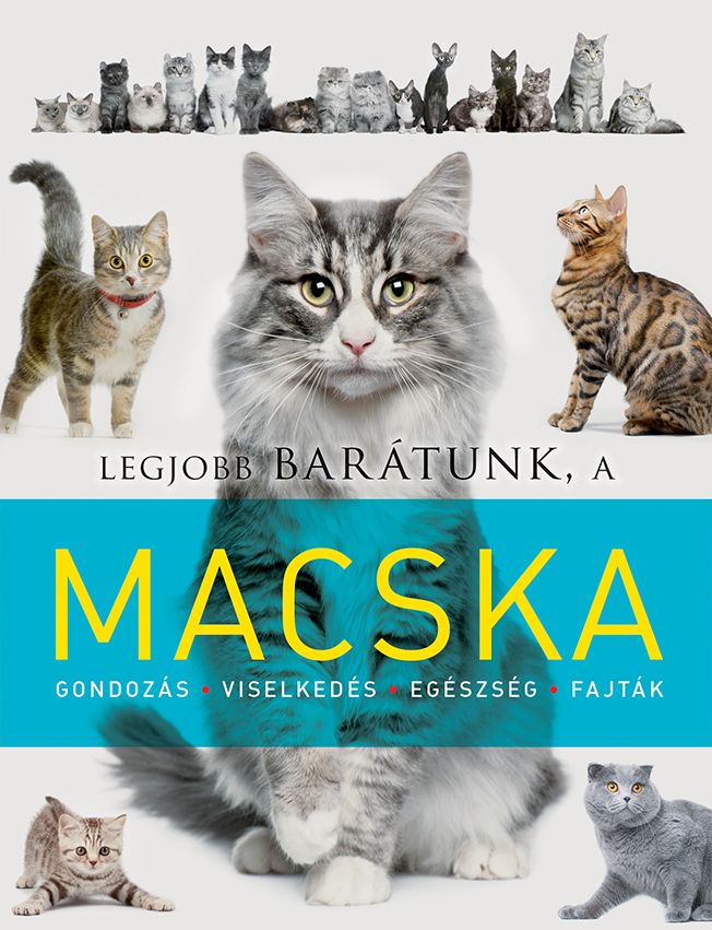 Legjobb barátunk, a macska Legjobb barátunk, a macska