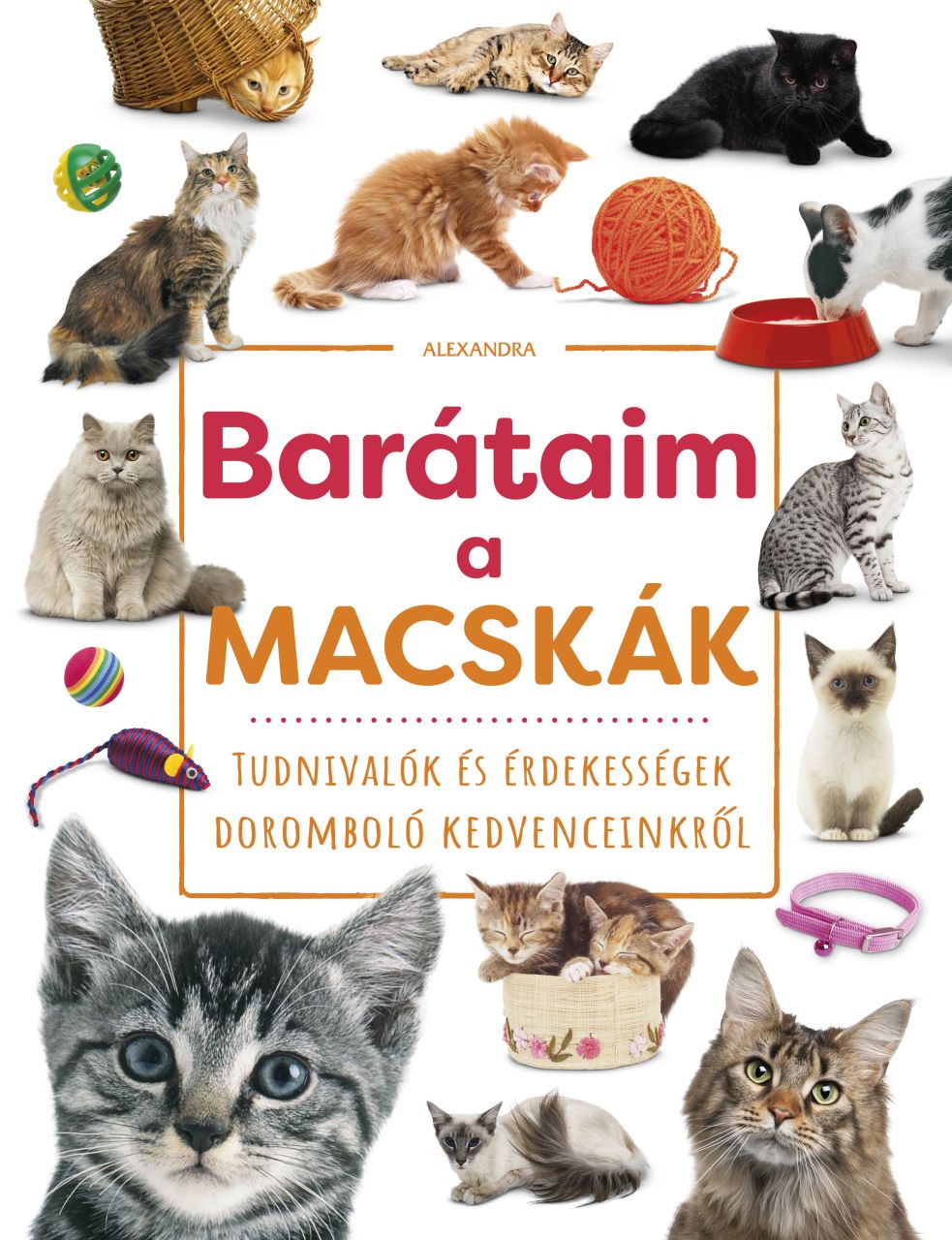 Barátaim, a macskák Barátaim, a macskák