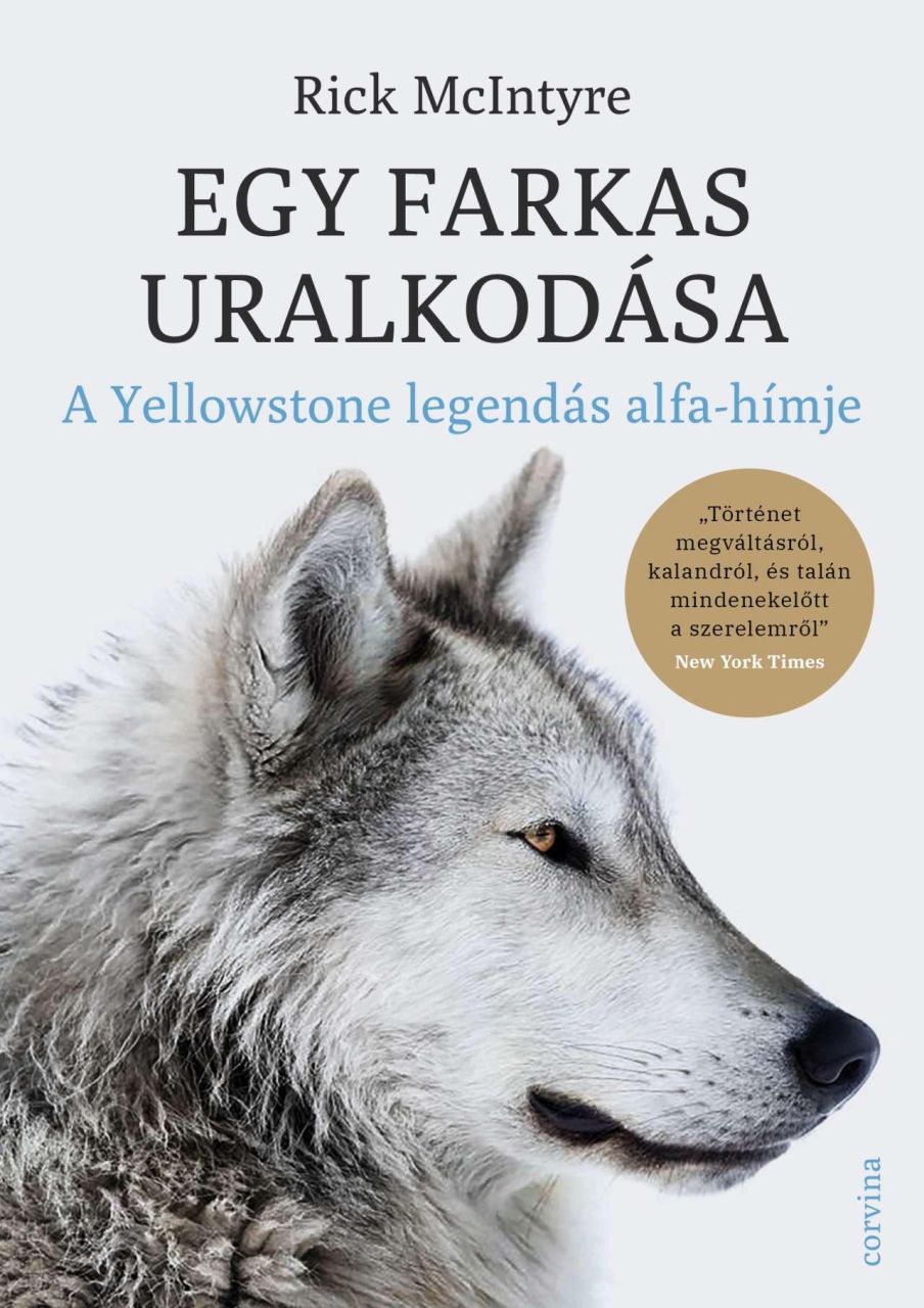 Egy farkas uralkodása - a yellowstone legendás alfahímje